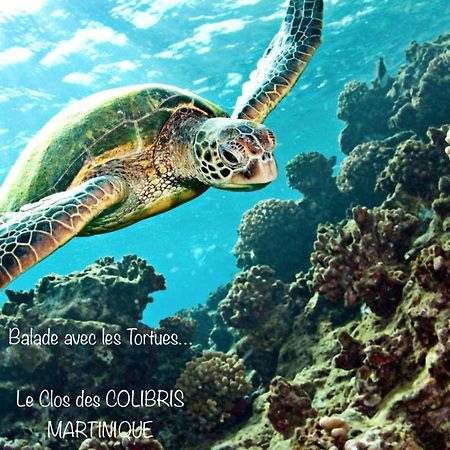Lodge Pamplemousse Avec Piscine Privative , Dans Parc Calme A 500 M Plage Le Carbet Luaran gambar